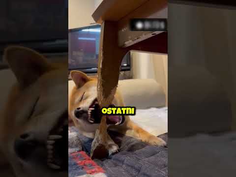 🛋️ 12 Godzin Gryzienia