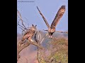 THE DUSKY EAGLE OWL