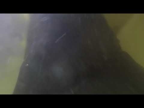 Trawler prop and rudders bagged to slow marine growth