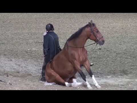 , title : 'Caballo inteligente-Intelligent horse'