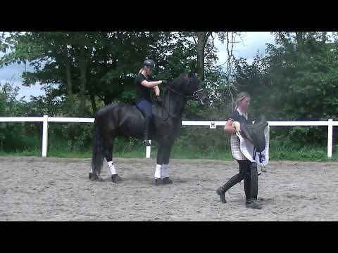 Stal Okkema's Djurre - Markus x Tsjalle - Star stallion - 2017 - 1.67m