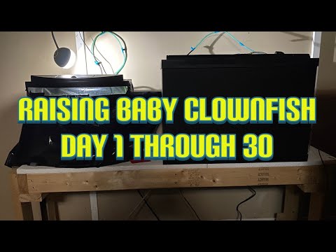 Raising Clownfish, Day 1 Through Day 30