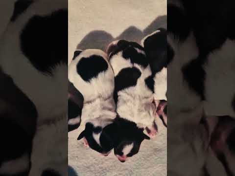 Havanese puppy for sale