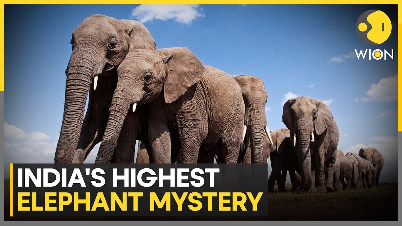 Asian Elephants Reach Record High Altitude In Arunachal Pradesh | WION News
