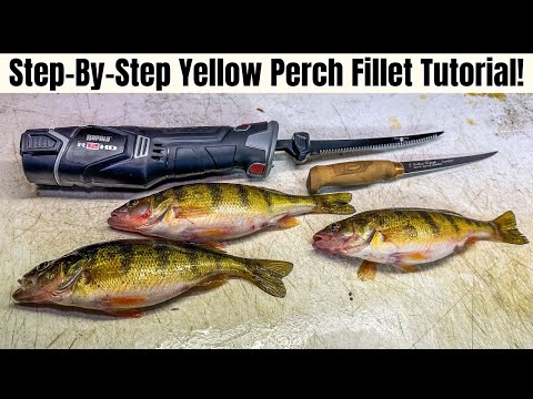 3 Ways To Fillet Yellow Perch That EVERY Angler Should Know!