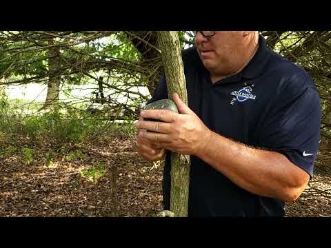 Coyotes Roam Across the Golf Course in Toms River, NJ