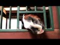 SJP Dressage Documentary - A.Kerns 