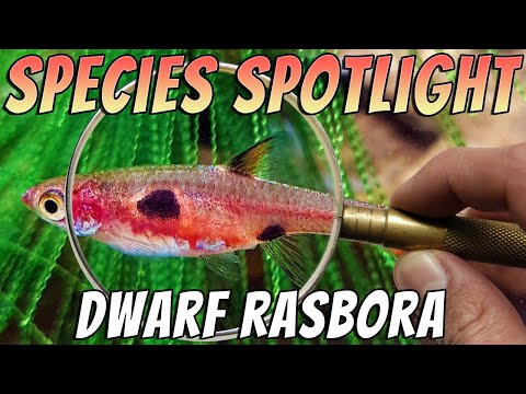Rasbora trpasličia bodkovaná (Boraras maculatus) — video o chove a starostlivosti