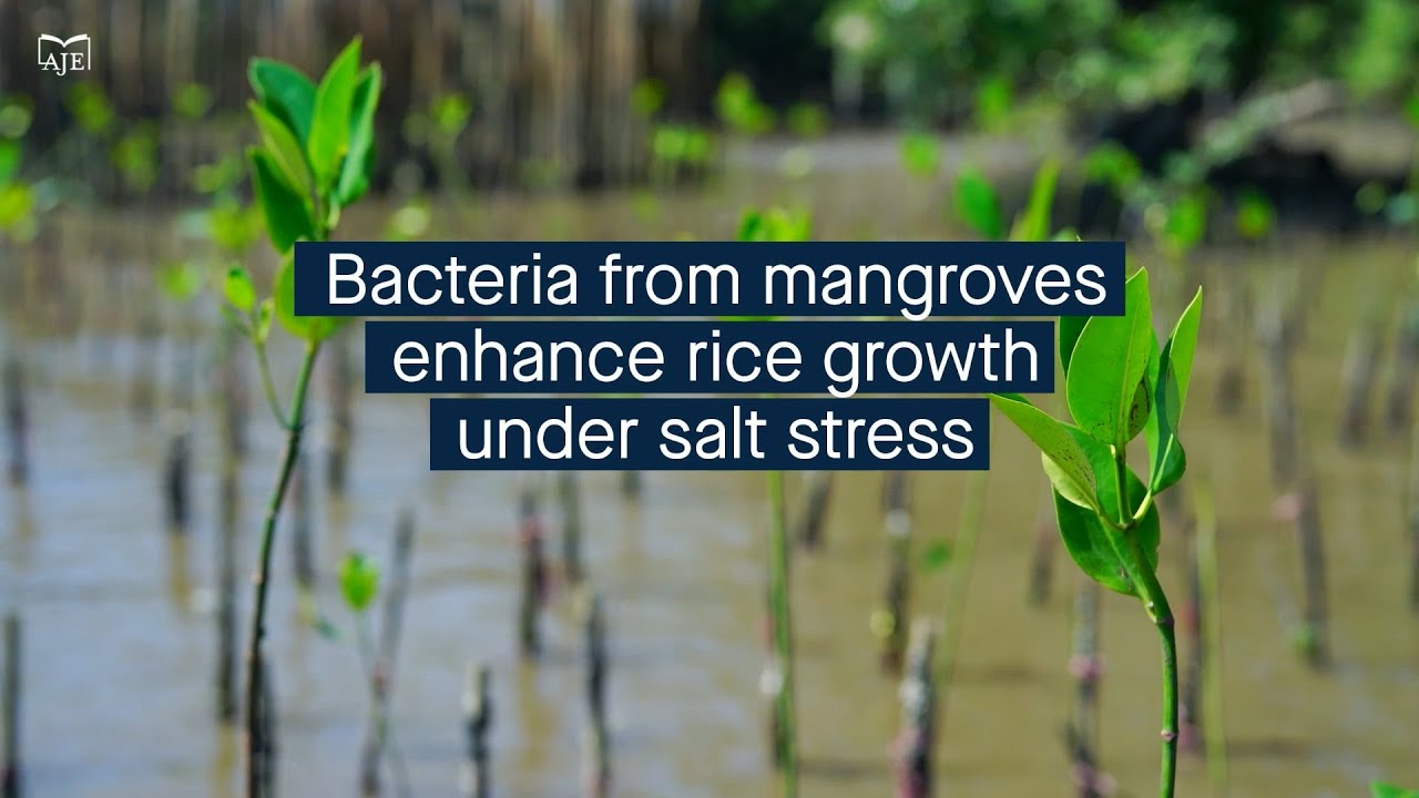 Bacteria from mangroves improve salt tolerance and growth in rice under salt stress - YouTube
