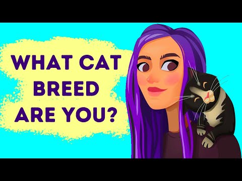 A Fun Test to See What Kind of Cat Matches You
