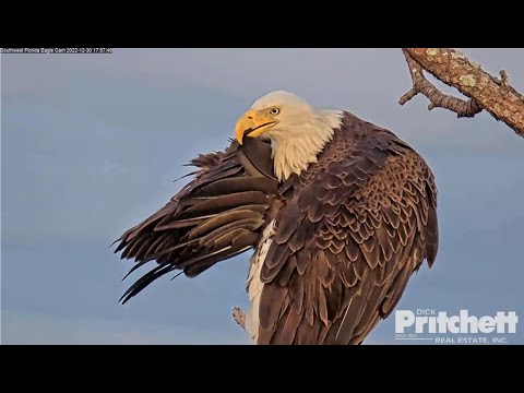 SWFL Eagle ~Harriet Takes A Bath & Preens Her Feathers! BROOD PATCH SEEN! Incubation Switch 12.30.22