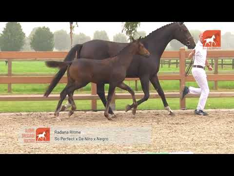 So Perfect x De Niro - Global Dressage Auction