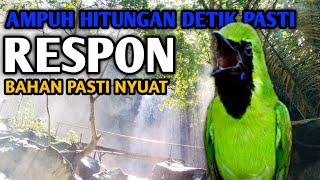 Download lagu AMPUH HITUNGAN DETIK PASTI RESPON, terapi cucak ijo bahan biar bunyi  mp3