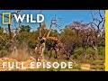Cheating Death Full Episode Animal Fight Night