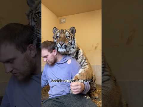 Ternyata Harimau Ini Mengikutinya Sampai Rumah 🐅
