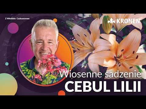 KRONEN 2024 - Wiosenne sadzenie cebul lilii