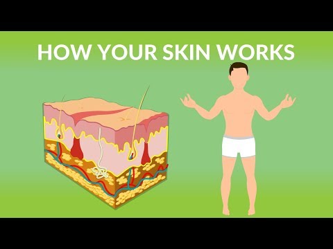 How Your Skin Works  | How does the skin work| Human skin Structure and Function