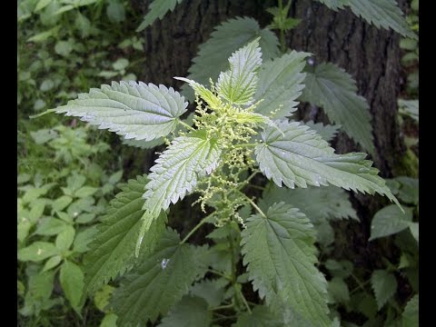 Patogeno femminile che scelgono 55 anni impotenza maschile