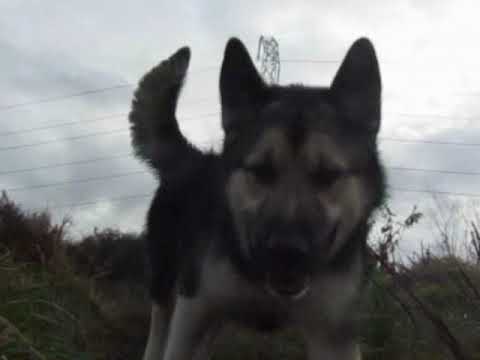 NS524R The Littlest Hobo My Six Dogs