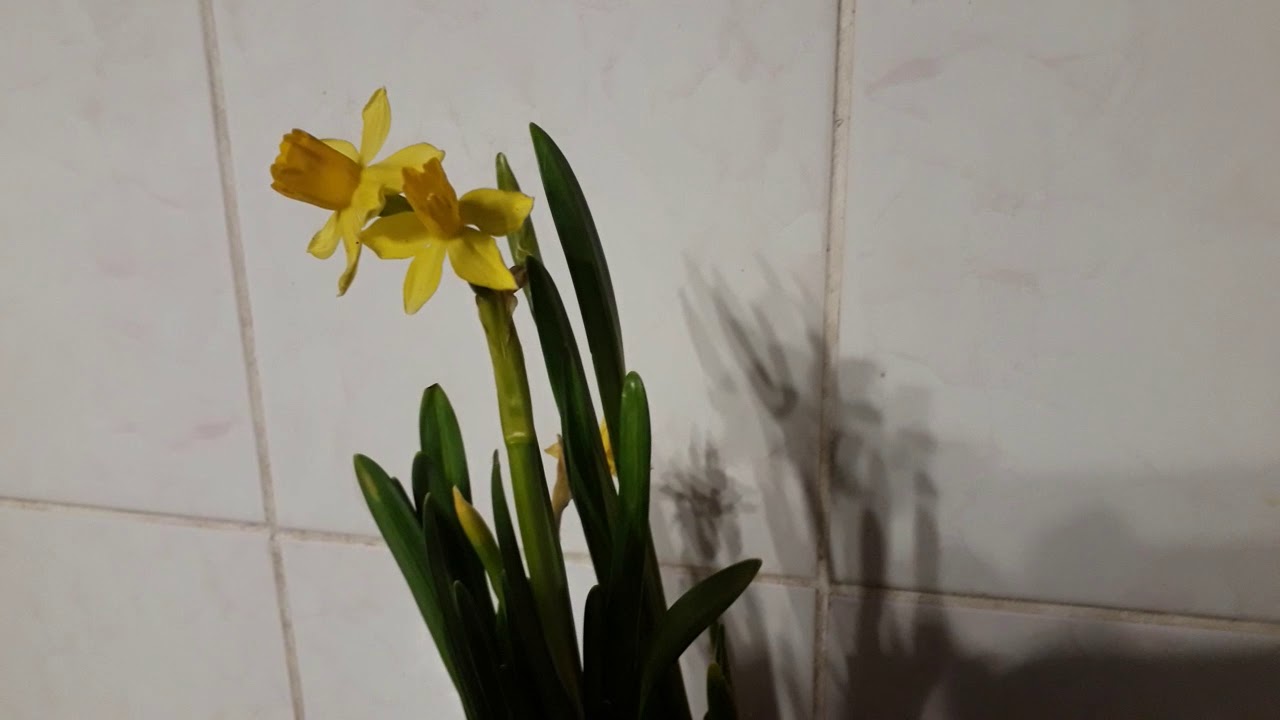 #нарцисс / Нарцисс Тэт-а-Тэт ( лат. Narcissus Tetе - A - Tete) - цикломеновидный . Краткий обзор