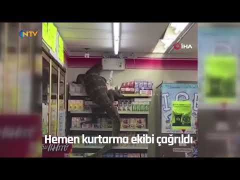 NTV | Markette panik: Dev bir kertenkele raflara tırmandı