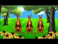 Lower Kite Kangaroo