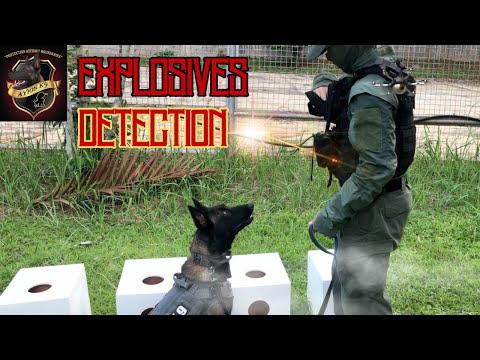 Bomb Detection Dogs of Ayios K9: Protecting Communities
