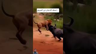 فياللحظات الاخيرة الانتقام غير المتوقع #shorts