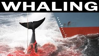 Whale Hunting and Its Future | SHOCKING Video | 1970 Documentary Film on Whales and Whaling Industry