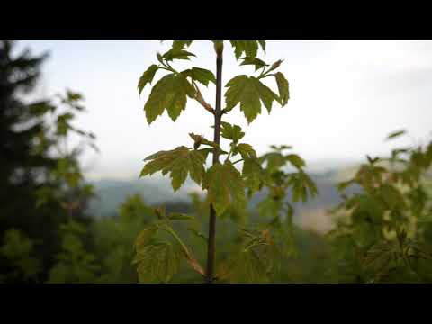 Landal Salztal Paradies | Wandern im Harz (Deutschland)
