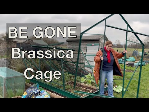 Join me for a fun packed day of harvesting, tidying and dismantling my brassica cage