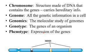 Chapter 8  Microbial Genetics Part 1