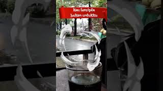 Download lagu kau bukan untukku #video short #status whatsapp mp3 Download lagu kau bukan untukku #video short #status whatsapp mp3