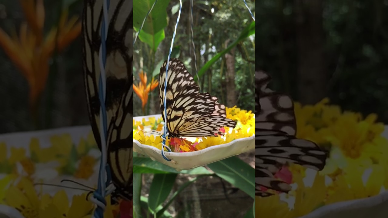 YouTube Short thumbnail