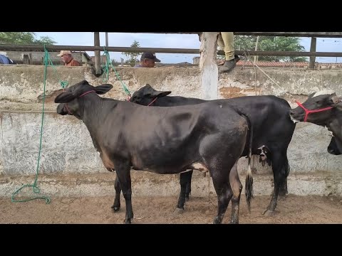 Cattle Fair in Caruaru, PE, February 24, 2026