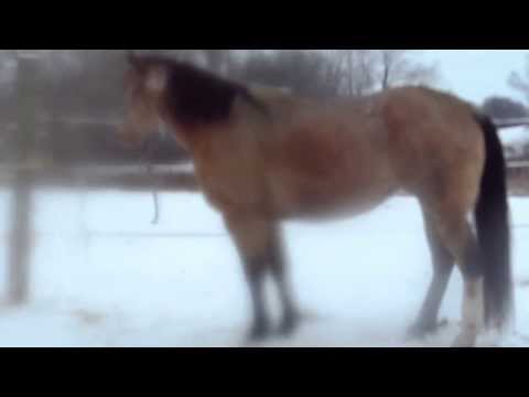 Mi Corazon  (Cora), an adopted Quarterhorse in Elkhart Lake, WI_image-1