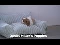 Cavalier King Charles Spaniel dogs for sale: Conrad - Video 1