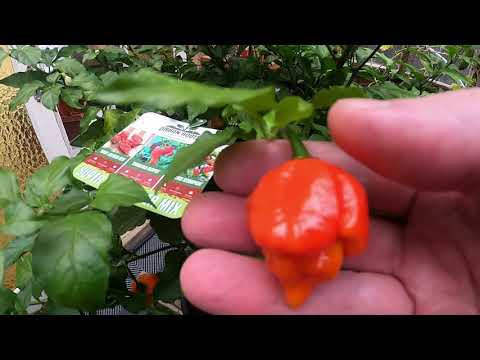 My Hydroponic Greenhouse, 22 weeks of growth... and a kitten...