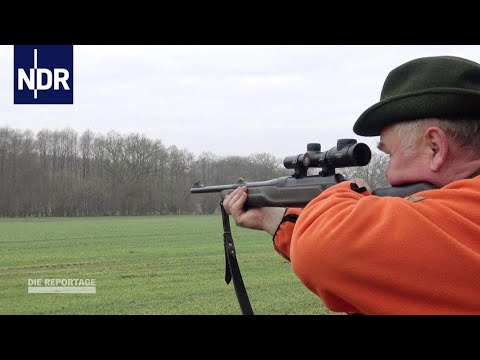 Schweinepest: Wildschweinalarm im Norden | DIE REPORTAGE | NDR