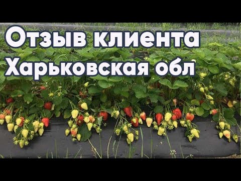 Триходерма Вириде (Trichoderma Viride) 0.5 л, биофунгицид зерновой мицелий гриба, MYCO GUARDIAN - фото 2 - id-p2108993095