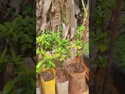 Ixoraa correndo Rosa em Paranaiguara  Goiás