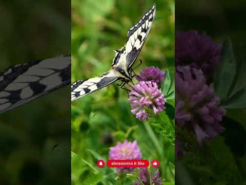 Warum Klee wertvoll ist - Gartenexpedition #naturgarten #shorts  #artenschutz