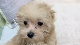 ハーフ犬の動画01