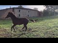 Yearling Air Jordan / Adorado