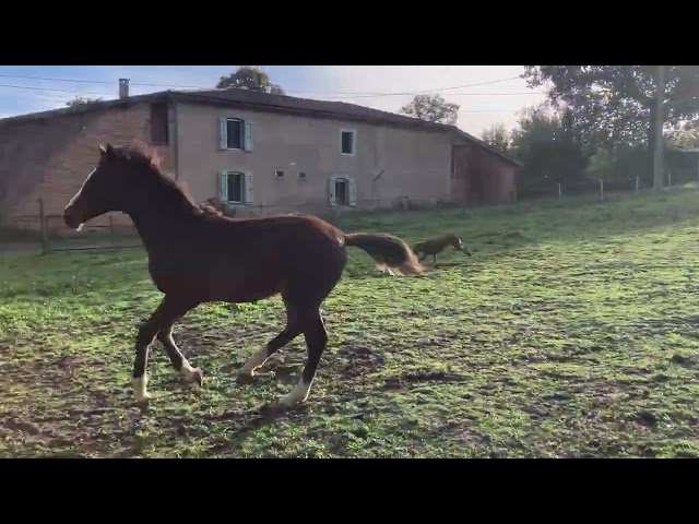 Yearling Air Jordan / Adorado