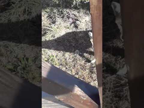 zorro en las sierras de Córdoba