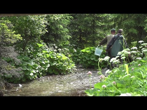 Bővítik a Tátra halállományát - Kitekintő (2018-08-09) - ECHO TV