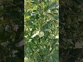 Anna Apple Tree