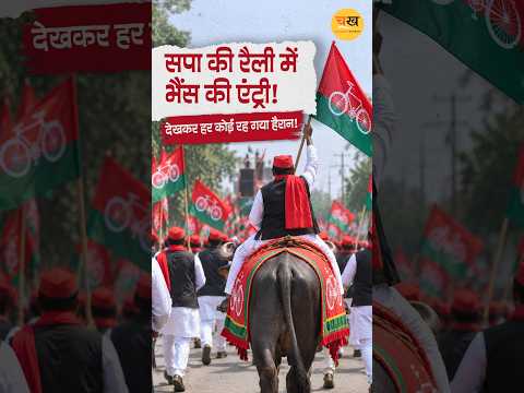 रायबरेली में सपा की साइकिल रैली में पहुंची भैंस, वीडियो वायरल!