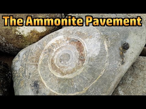 The Ammonite Pavement at Lyme Regis